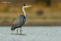 Garza real ( Ardea cinerea)