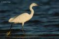 Garceta común (Egretta garzetta)