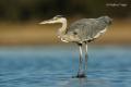 Garza real ( Ardea cinerea)