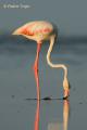 Flamenco (Phoenicopterus ruber)