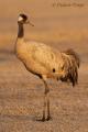 Grulla común (Grus grus)