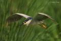 Martinete (Nycticorax nycticorax)