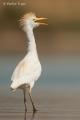 Garcilla Bueyera (Bubulcus ibis)