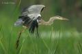 Garza real ( Ardea cinerea)