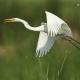 Garceta grande (Egretta alba)