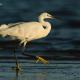 Garceta común (Egretta garzetta)