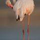 Descripción: Flamenco (Phoenicopterus ruber)