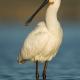 Espatula (Platalea leucorodia)