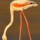 Flamenco (Phoenicopterus ruber)