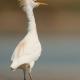 Descripción: Garcilla Bueyera (Bubulcus ibis)