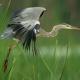 Garza real ( Ardea cinerea)