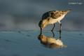 Correlimos tridáctilo (Calidris alba)