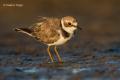 Chorlitejo chico (Charadrius dubius)