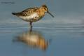 Correlimos común ( Calidris alpina )