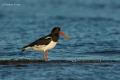 Ostrero (Haematopus ostralegus)