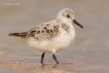 Correlimos tridáctilo (Calidris alba)