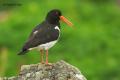 Ostrero (Haematopus ostralegus)