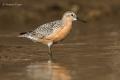 Correlimos gordo (Calidris canutus)