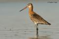 Aguja colinegra (Limosa limosa)