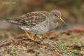 Correlimos oscuro (Calidris maritima)