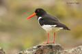 Ostrero (Haematopus ostralegus)