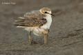 Chorlitejo patinegro (Charadrius alexandrinus)