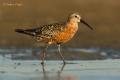 Correlimos zarapitin (Calidris ferruginea)