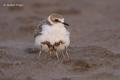 Chorlitejo patinegro (Charadrius alexandrinus)