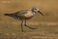 Correlimos zarapitin (Calidris ferruginea)