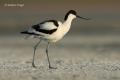 Avoceta (Recurvirostra avosetta)