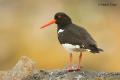 Ostrero (Haematopus ostralegus)