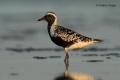 Chorlito gris (Pluvialis squatorola)