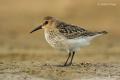 Correlimos común ( Calidris alpina )