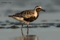 Chorlito gris (Pluvialis squatorola)