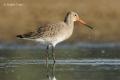 Aguja colinegra (Limosa limosa)