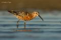 Correlimos zarapitin (Calidris ferruginea)