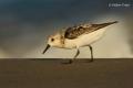 Correlimos tridáctilo (Calidris alba)