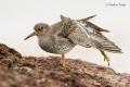 Correlimos oscuro (Calidris maritima)