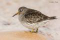 Correlimos oscuro (Calidris maritima)