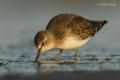 Corrrelimos de Temminck (Calidris temminckii)