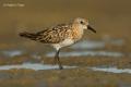 Correlimos menudo (Calidris minuta)