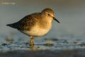 Corrrelimos de temminck (Calidris temminckii)