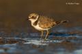 Chorlitejo chico (Charadrius dubius)