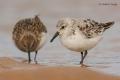 Correlimos tridáctilo (Calidris alba)