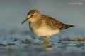 Corrrelimos de Temminck (Calidris temminckii)