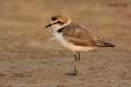 Chorlitejo patinegro (Charadrius alexandrinus)