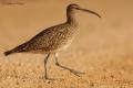 Zarapito trinador (Numenius phaeopus)