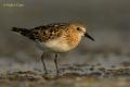 Correlimos menudo (Calidris minuta)