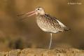 Aguja colipinta (Limosa lapponica)