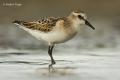 Correlimos menudo (Calidris minuta)